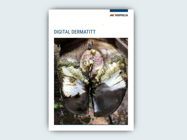 Digital dermatitt - Brosjyre